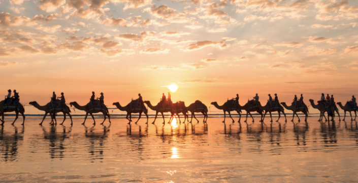 A caravan of camels walk the beach at sunset
