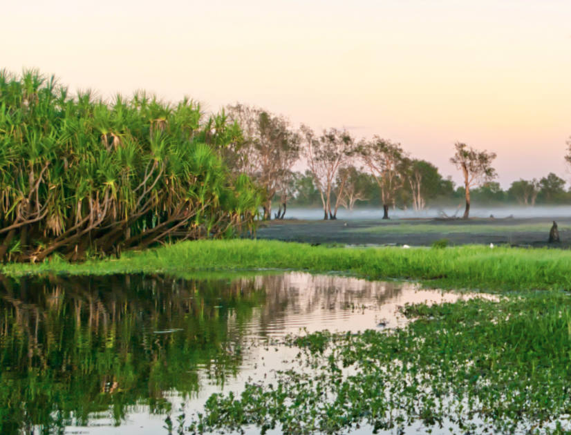 A green marshland at sunset